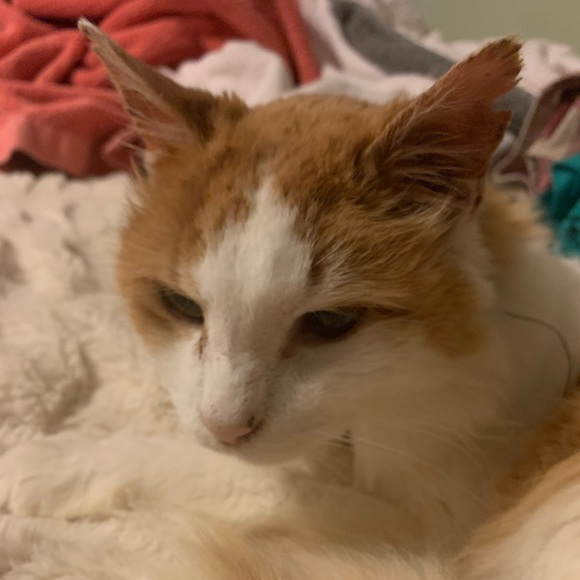 Meet your Posher, Autumn - Picture 2 of 2